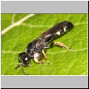 Crabro scutellatus - Grabwespe m01 9mm.jpg